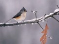 Suelta Pajaros