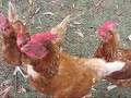 Killer Chickens Trailer