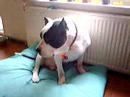 bandog