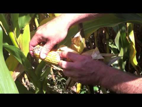 how to control cutworms