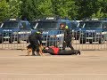 Pokaz ps�w policyjnych