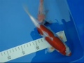 Koi Kikusui