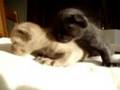1 week old Bombay kittens