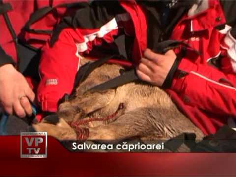 Salvarea căprioarei