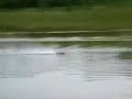 RC Electric Powered Mini Y Demo w/ Brushless Motor Singapore