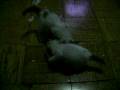 videos de our visitors for the night - 2 stray kittens