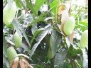 The Mango Story (gardenseries6)