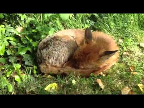 0 Ein schlafender Babyfuchs