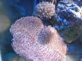 40 gallon Mixed Reef Remix 40 gallon Mixed Reef Remix