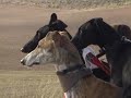 Galgo español