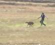 galgo espanol on the run