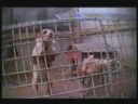 Stop Puppy Mills
