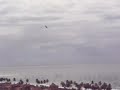Albatross