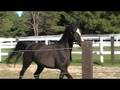 videos de Tigger Black