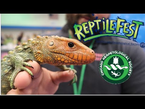 YouTube reptile video