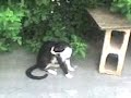 jabebo y su dedo desangrado