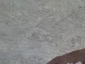 jabebo y su dedo desangrado