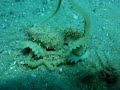 Common octopus Common octopus