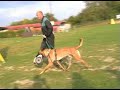 MALINOIS - ENDER van de Duvetorre