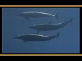 Jacques Cousteau - Calypso