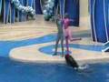 SEA WORLD DOLPHIN SHOW ORLANDO part 2 