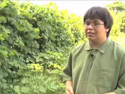 how to control kudzu vines