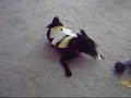 Bumblebee Gigi
