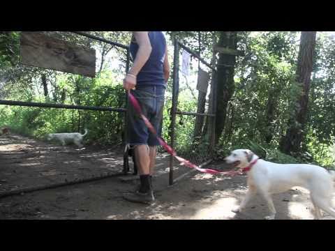 Aware Animal Shelter