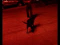 Perro volando