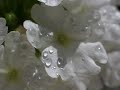 salpedi-Macro Photography (Part4)