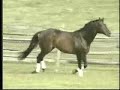 Crank That Horsie 2 Crank That Horsie 2