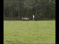 Kelpie autour d'un troupeau de moutons