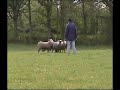 Volta, femelle Kelpie, autour d'un troupeau de moutons