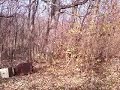 A Murder of Crows