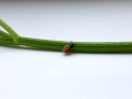 SNAIL TOP SPEED