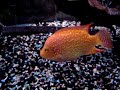 red texas cichlid 4