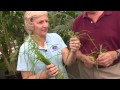 2 Minute Pest - Sedge Weeds