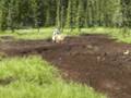videos de 'Super Dave' Playing In The Mud