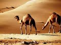 Sahara Serenade ~ Cavanserai