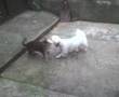 Bichon-&-Bengal