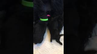 EINE WUNDERSCHÖNES VIDEO VON DEM D - WURF GUARDIAN BEARS !!