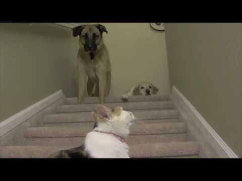 Cat vs. Dog Stairs Stares