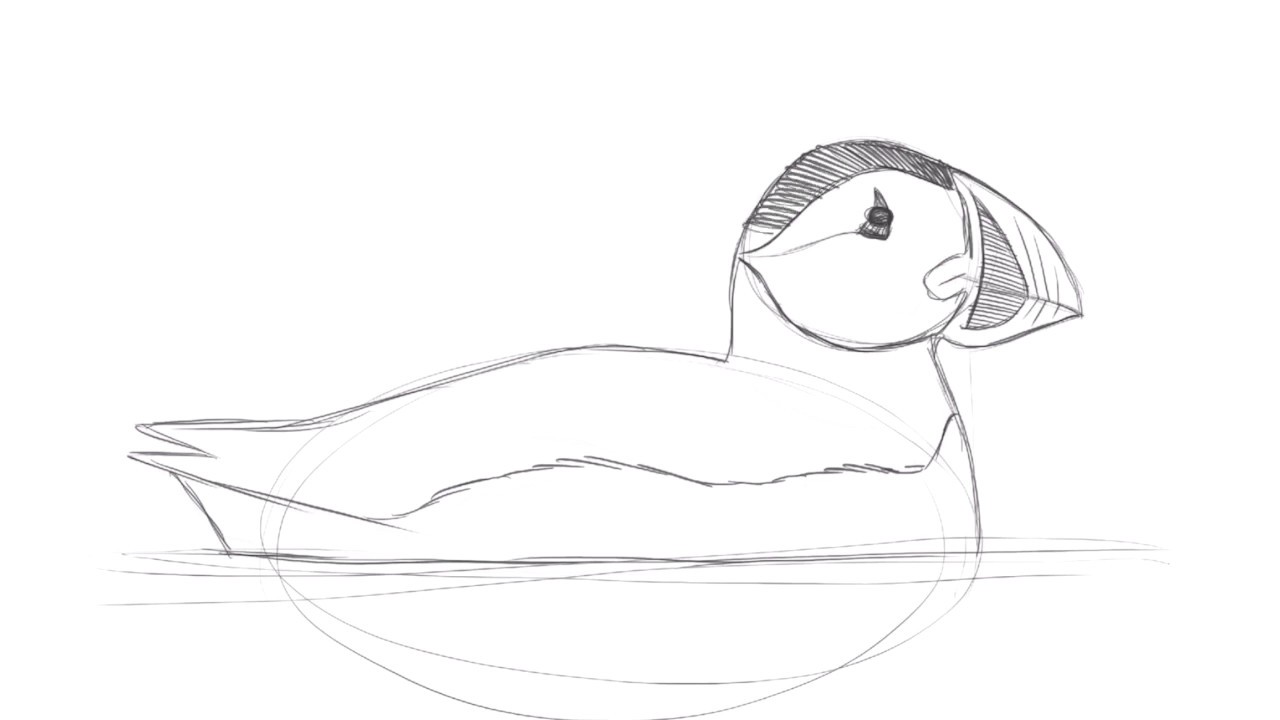 Drawing an Atlantic Puffin with David Allen Sibley