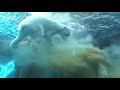 polar-bear-poops-underwater.html