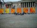 Pigeoncam 3
