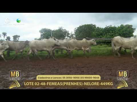 537� LEIL�O VIRTUAL MB LEIL�ES