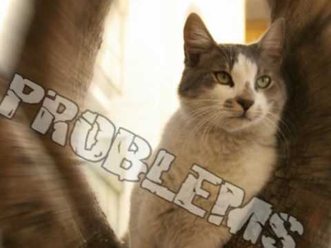 Cat Pee On Bed