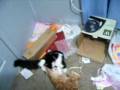 videos de CUTE KITTY PLAY FIGHT