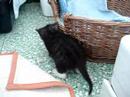 chatons qui joue chatons qui joue