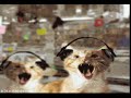 Rave Heaven V. Record Store Cats